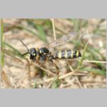 Cerceris arenaria - Sandknotenwespe w12a beim Nesteintrag mit Ruesselkaefer.jpg